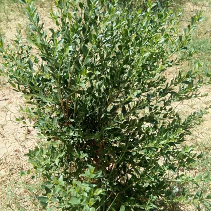 Henna - Lawsonia inermis - semena - 4 ks