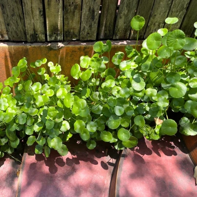 Gotu Kola - Centella asiatica - semena - 4 ks