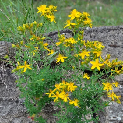 Třezalka tečkovaná - Hypericum perforatum - semena - 300 ks