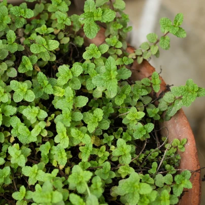 Máta rolní - Mentha arvensis - semena - 20 ks