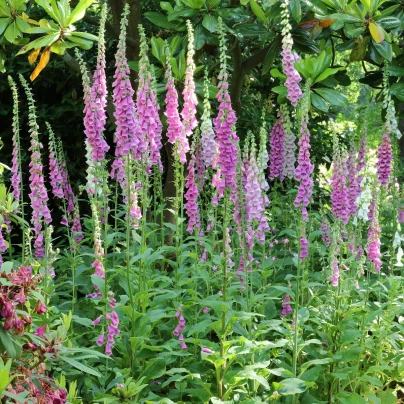 Náprstník červený - Digitalis purpurea - semena - 400 ks