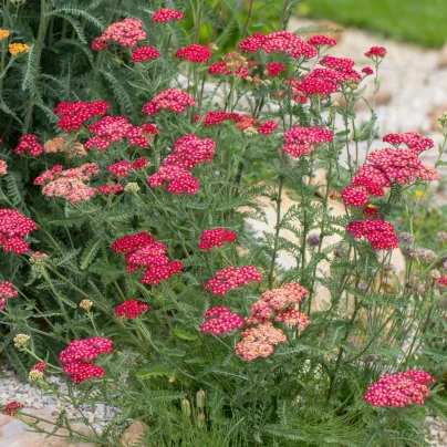 Řebříček obecný Cerise queen - Achillea millefolium - semena - 500 ks