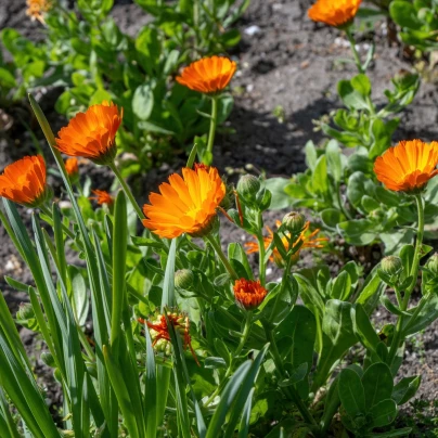 Měsíček lékařský - Calendula officinalis - semena - 65 ks