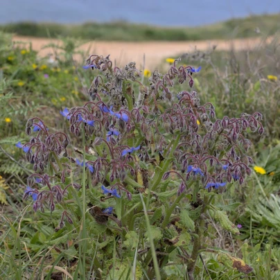 Brutnák modrý - Borago officinalis - semena - 20 ks