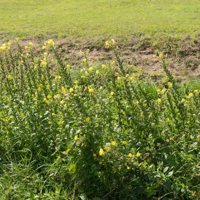 Pupalka dvouletá - Oenothera biennis - semena - 150 ks