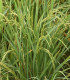 Rýže setá - Oryza sativa - semena - 12 ks