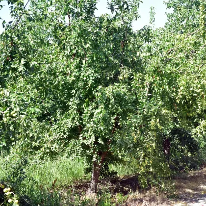 Jojoba - Simmondsia chinensis - semena - 6 ks