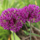 Česnek okrasný - Allium Purple Sensation - cibuloviny - 3 ks