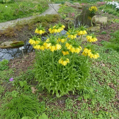 Řebčík královský Lutea - Fritillaria Imperialis Lutea Maxima - cibuloviny - 1 ks