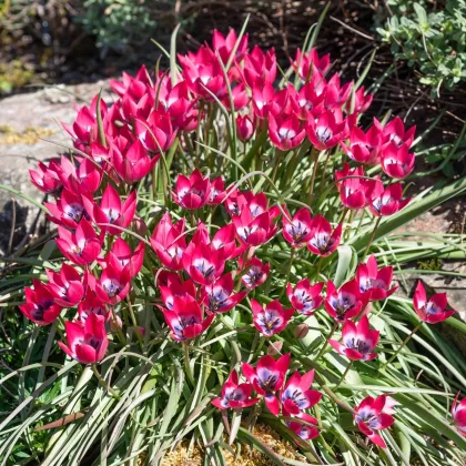 Tulipán Little Beauty - Tulipa - cibuloviny - 3 ks
