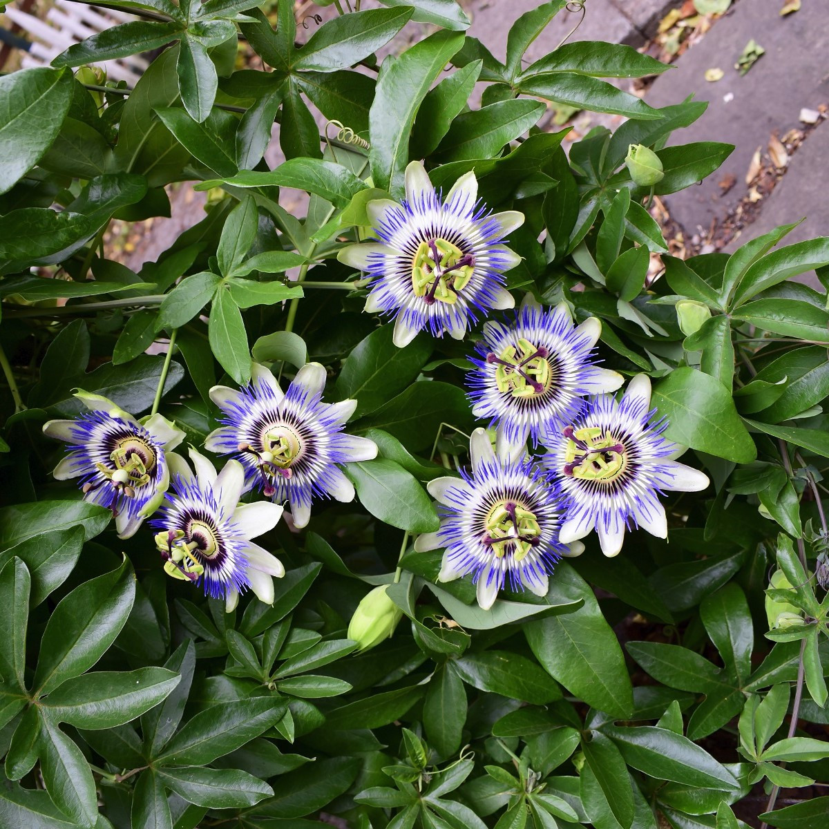 Mučenka modrá - Passiflora caerulea - semena - 5 ks