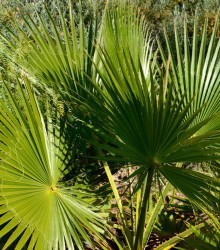 Palma - Washingtonia robusta - semena - 3 ks