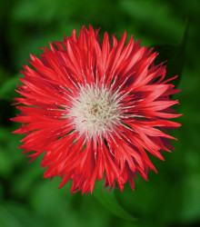 Chrpa Polka červená barva - Centaurea cyanus - semena - 100 ks