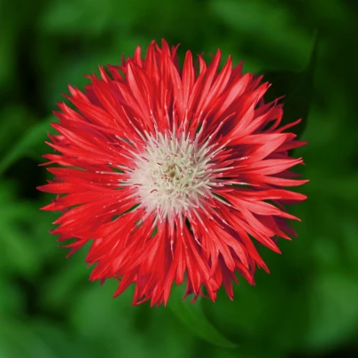 Chrpa Polka červená barva - Centaurea cyanus - semena - 100 ks