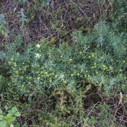 Routa stepní - Peganum harmala - semena - 30 ks