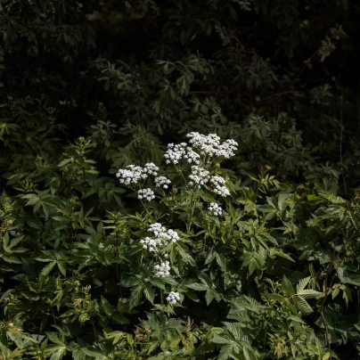 Bedrník obecný - Pimpinella saxifraga - semena - 50 ks