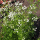 Koriandr setý - Coriandrum sativum - semena - 100 ks