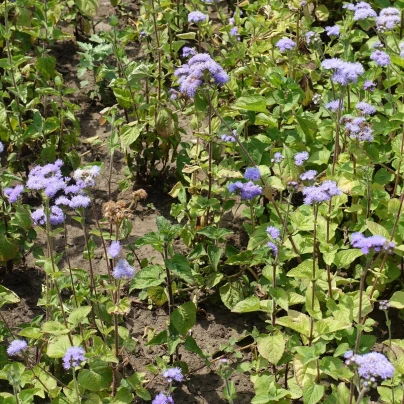 Nestařec mexický - Ageratum houstonianum - semena - 0,5 g