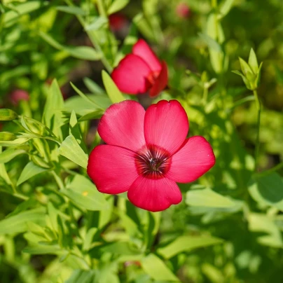 Len červený velkokvětý - Linum grandiflorum - semena - 140 ks