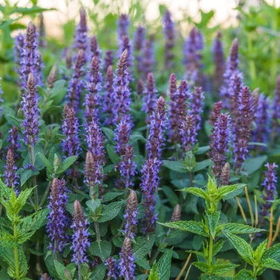 Šalvěj hajní Blue Queen - Salvia nemorosa - semena - 20 ks