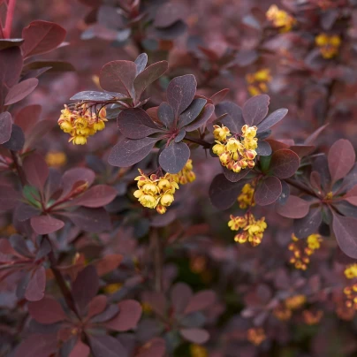 Červený dráč - Berberis thunbergii Atropurpurea - semena - 5 ks