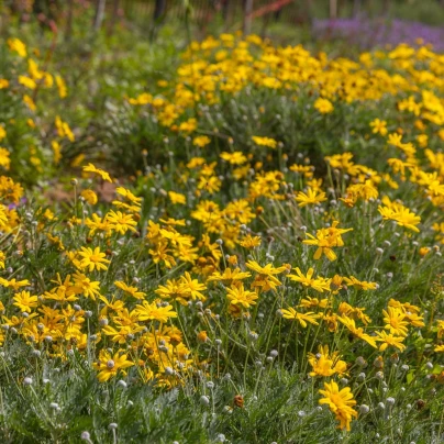 Chryzantéma jedlá - Chrysanthemum coronarium - semena - 400 ks