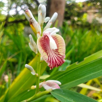 Kardamovník obecný - Elettaria cardamomum - semena - 5 ks