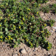 Šrucha zlatá - Portulaca oleracea - semena - 30 ks