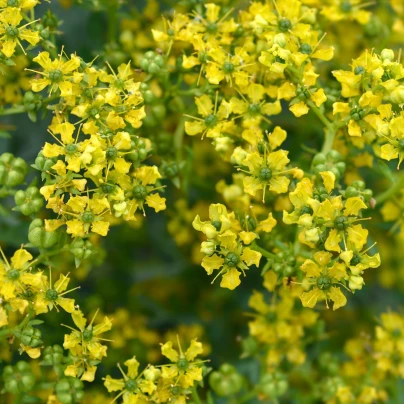 Routa vonná - Ruta graveolens - semena - 10 ks