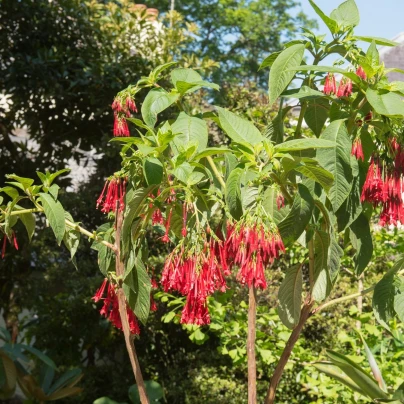 Fuchsie bolívijská - Fuchsia boliviana - semena - 15 ks