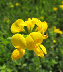Štírovník růžkatý - Lotus corniculatus - semena - 100 ks