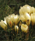 Krokus Cream beauty - Crocus - cibuloviny - 3 ks