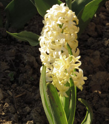 Hyacint Gipsy Princess - Hyacinthus - cibuloviny - 1 ks