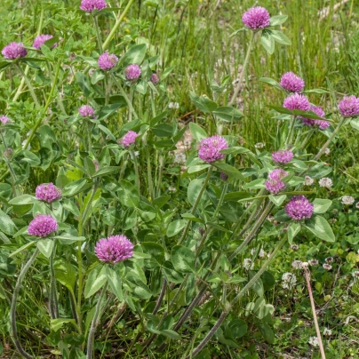 Jetel červený luční - Trifolium pratense - semena - 100 ks