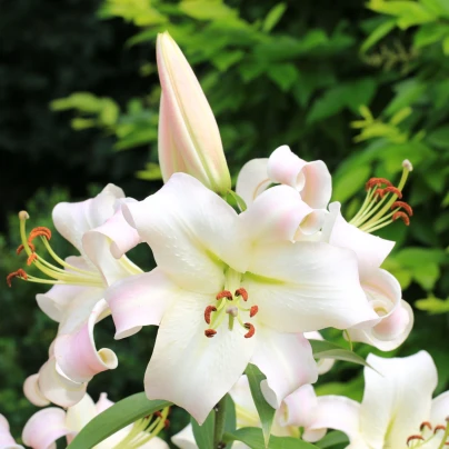 Lilie Pretty Woman - Lilium - cibuloviny - 1 ks