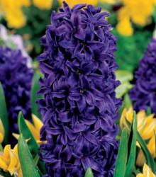 Hyacint Purple Star - Hyacinthus - cibuloviny - 1 ks