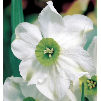 Narcis Sinopel - Narcissus - cibuloviny - 3 ks