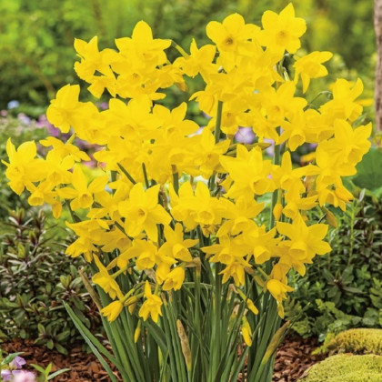 Narcis Golden Bouquet - Narcissus - cibuloviny - 3 ks