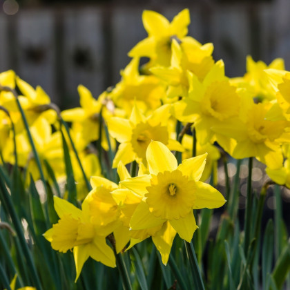 Narcis Golden Bouquet - Narcissus - cibuloviny - 3 ks
