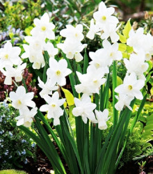 Narcis Silver Bouquet - Narcissus - cibuloviny - 3 ks