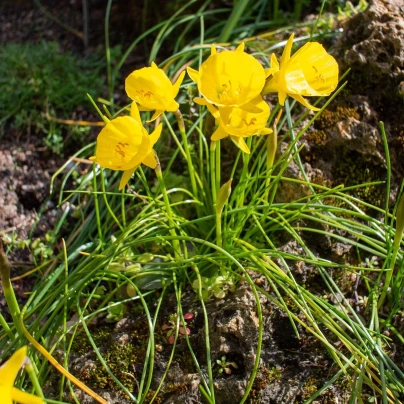 Narcis Golden bells - Narcissus bulbocodium - cibuloviny - 3 ks