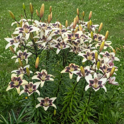 Lilie Nettys Pride - Lilium - cibuloviny - 1 ks