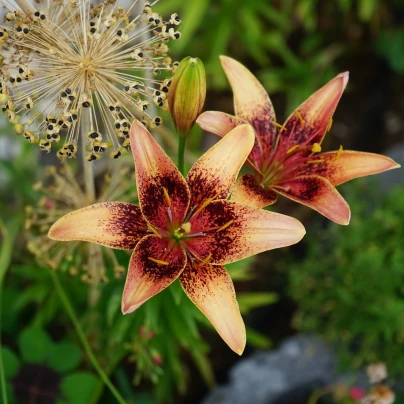 Lilie Whistler - Lilium - cibuloviny - 1 ks