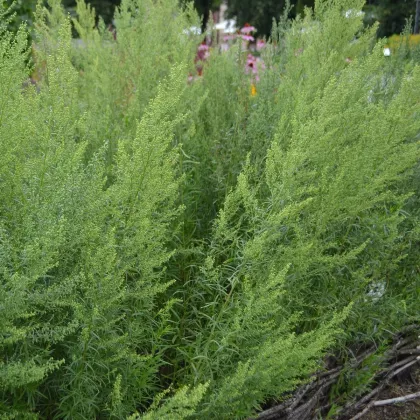 BIO Pelyněk kozalec - Artemisia dracunculus - bio semena - 0,1 g