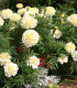 Aksamitník vzpřímený Eskimo - Tagetes erecta - semena - 30 ks