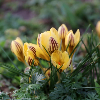 Krokus Gipsy Girl - Crocus chrysanthus - cibuloviny - 3 ks