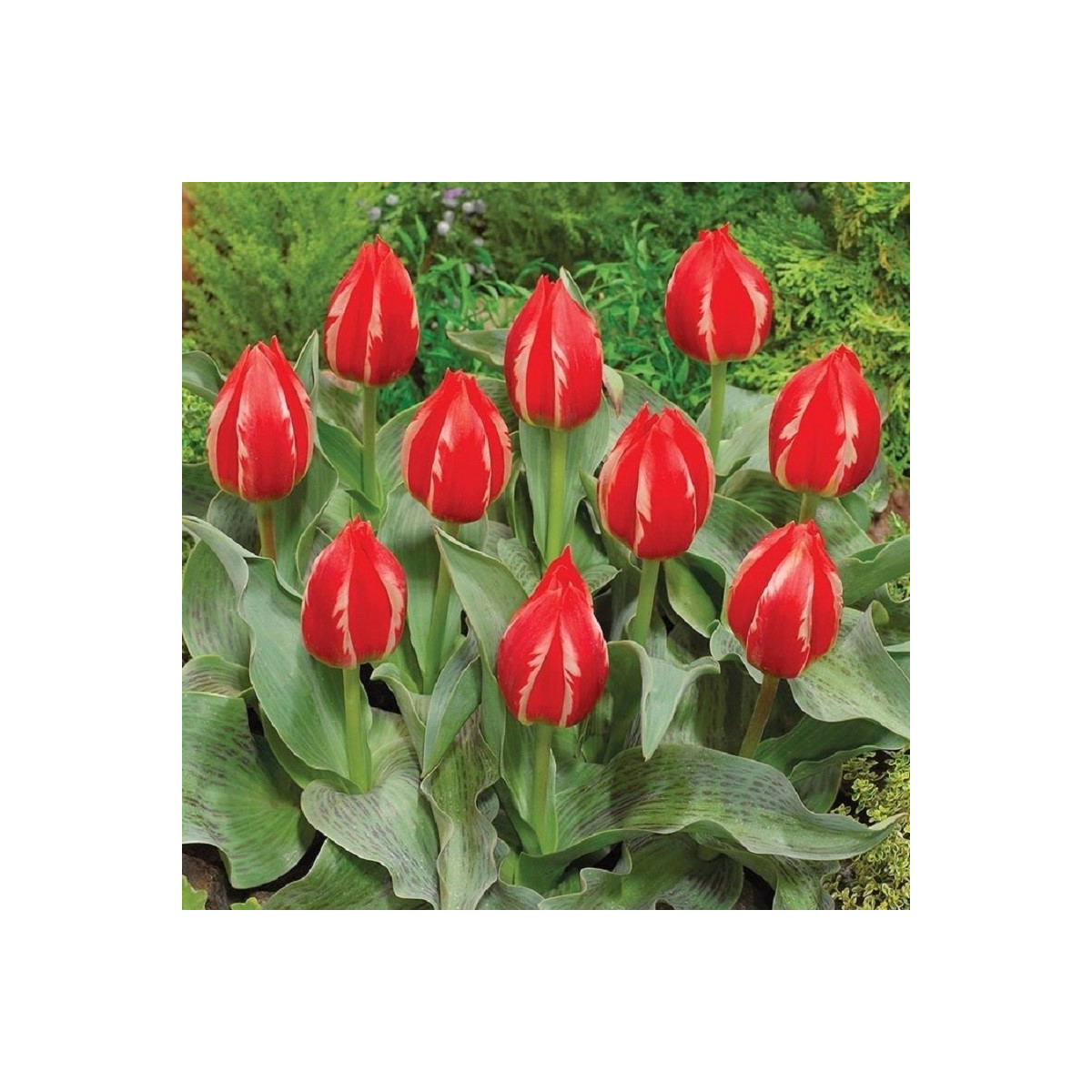 Tulipán Friendly Fire - Tulipa greigii - cibuloviny - 3 ks