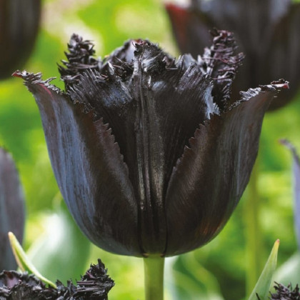 Tulipán Fringed Black - Tulipa - cibuloviny - 3 ks