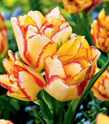 Tulipán Aquilla - Tulipa - cibuloviny - 3 ks