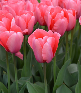 Tulipán Pink Impression - Tulipa - cibuloviny - 3 ks